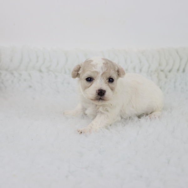 Femelle bichon : 1400€